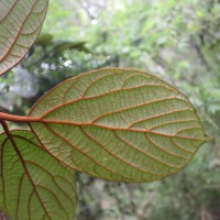 Actinodaphne speciosa Nees